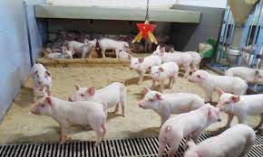Els mites que alimenten el creixement massiu de la indústria porcina espanyola