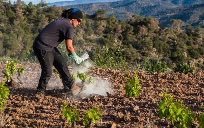 «Tornar al tros»: conversa amb Júlia Viejobueno, pagesa i escriptora del Priorat