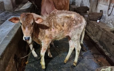 La sanitat, un factor estratègic